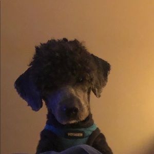 Meet your Posher, Alejandro